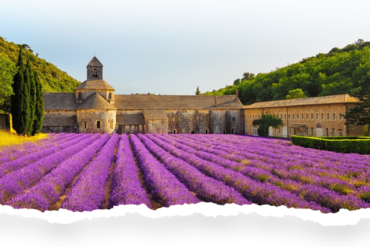 O que são Ervas de Provence? 🌿